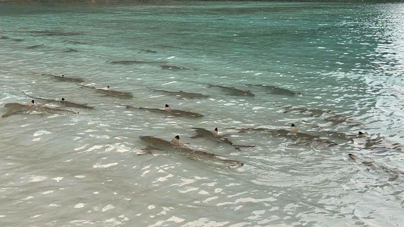 Maya Bay Reopens: 5 Days Back in the Andaman Paradise